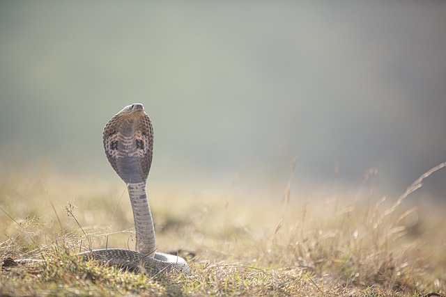 Types Of Snakes